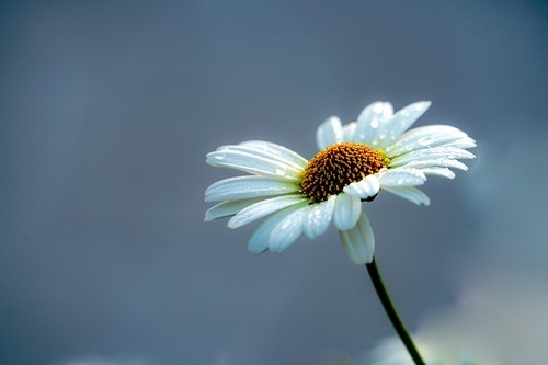 Margarite