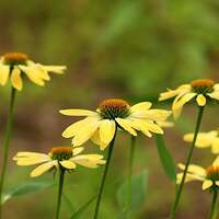 Blumen