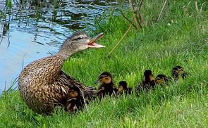 Enten