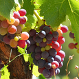 Weinstock / © makamuki0/www.pixabay.com/CC0 1.0 Weinstock