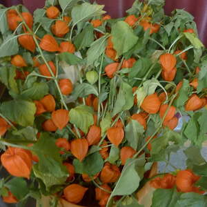 Pfarre Gramastetten